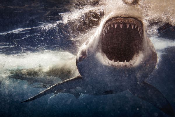 一个大白鲨攻击的极端特写镜头。